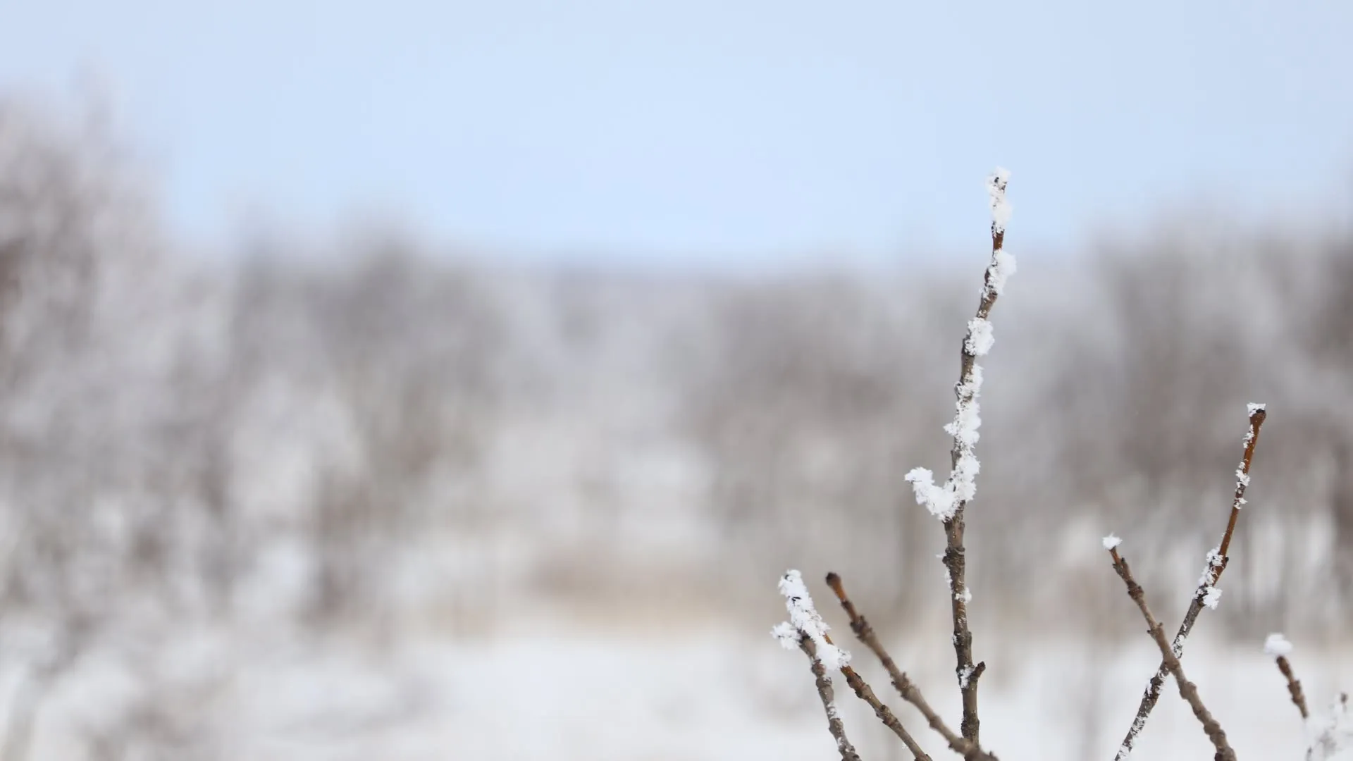 雪のついた枝